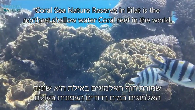 Coral Sea NR - swim with fish and coral